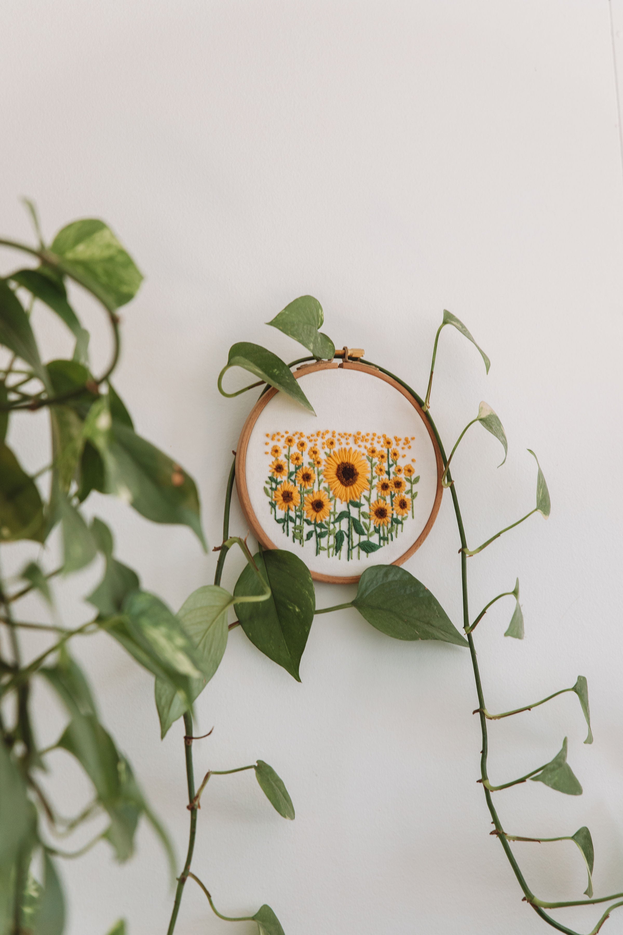 Embroidery hoop displaying stitched sunflowers, surrounded by green climbing plant vines on a white wall background